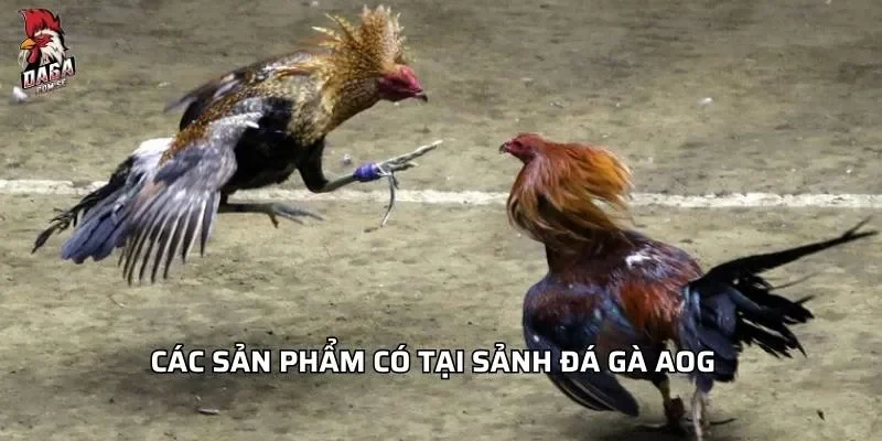 Sảnh Đá Gà AOG - Hành Trình Giải Trí Đỉnh Cao Cho Người Mới 2 Các sản phẩm có tại sảnh đá gà AOG