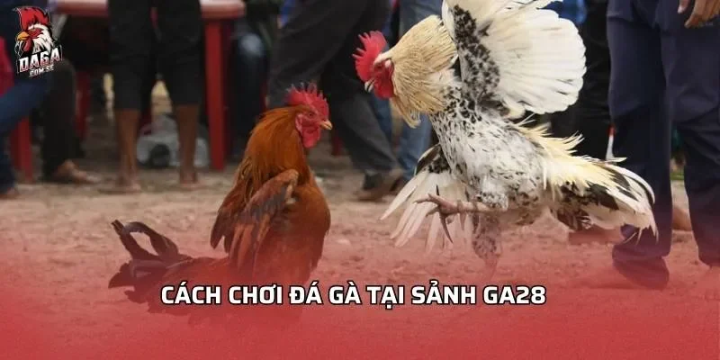 Sảnh Đá Gà GA28 - Top Những Lý Do Bạn Nên Thử Ngay 3 Cách chơi đá gà tại sảnh GA28
