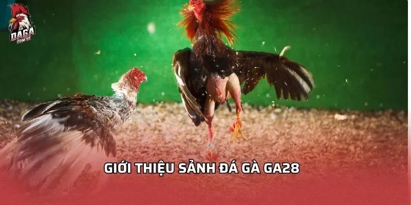 Sảnh Đá Gà GA28 - Top Những Lý Do Bạn Nên Thử Ngay 1 Giới thiệu sảnh đá gà GA28
