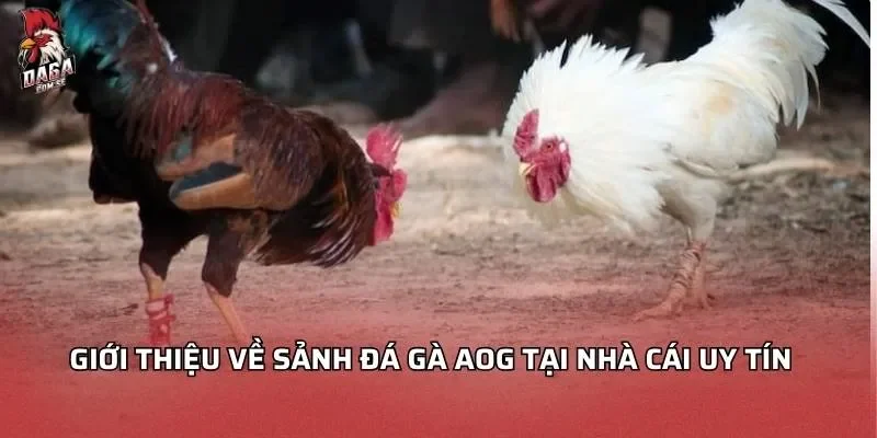 Sảnh Đá Gà AOG - Hành Trình Giải Trí Đỉnh Cao Cho Người Mới 1 Giới thiệu về sảnh đá gà AOG tại nhà cái uy tín