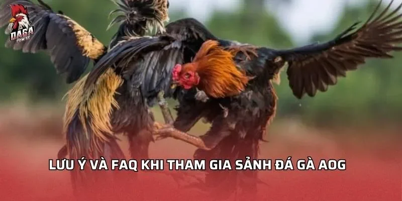 Sảnh Đá Gà AOG - Hành Trình Giải Trí Đỉnh Cao Cho Người Mới 3 Lưu ý Và FAQ khi tham gia sảnh đá gà AOG