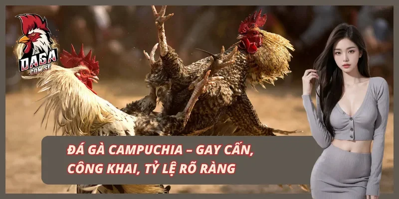 Đá gà Campuchia tại trang web uy tín DAGA